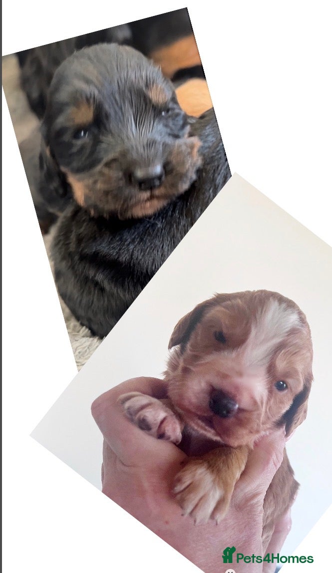 Cocker Spaniel dogs Black tan & white (tri) & Golden KC cocker pup - Advert 6