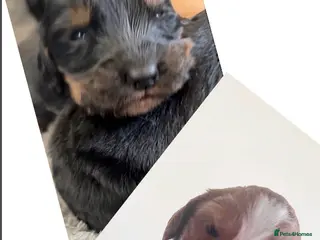 Cocker Spaniel dogs Black tan & white (tri) & Golden KC cocker pup - Advert 6