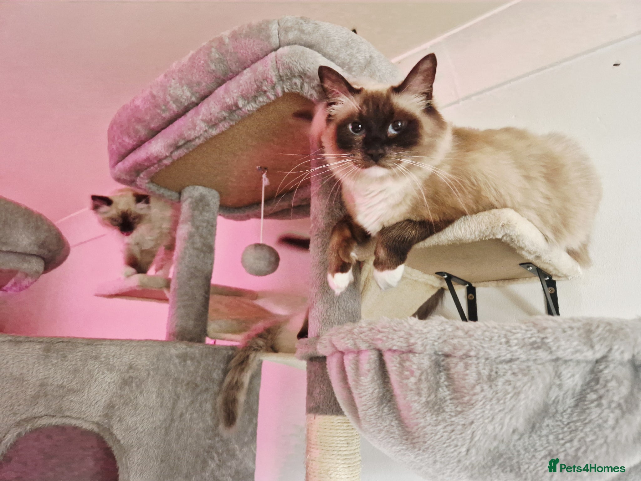 Ragdoll cats Beautiful Chunky Fluffy Ragdoll kittens - Advert 1