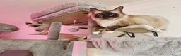 Ragdoll cats for sale: Beautiful Chunky Fluffy Ragdoll kittens in Southend-on-Sea - Advert 1
