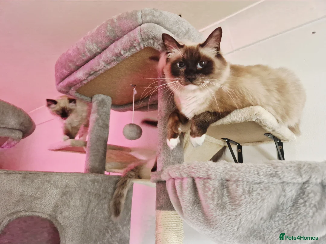 Ragdoll cats for sale: Beautiful Chunky Fluffy Ragdoll kittens in Southend-on-Sea - Advert 1