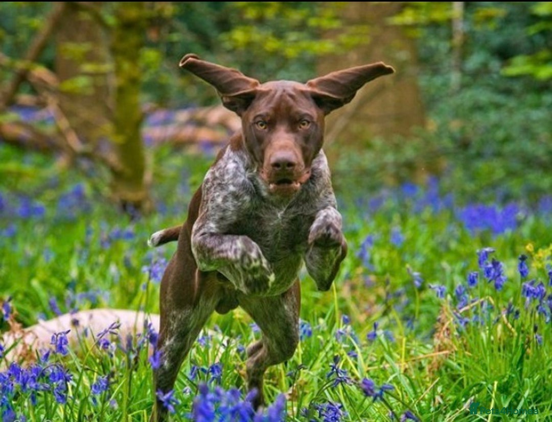 German Shorthaired Pointer dogs for sale: Litter due 21/08/2025 - Image 8