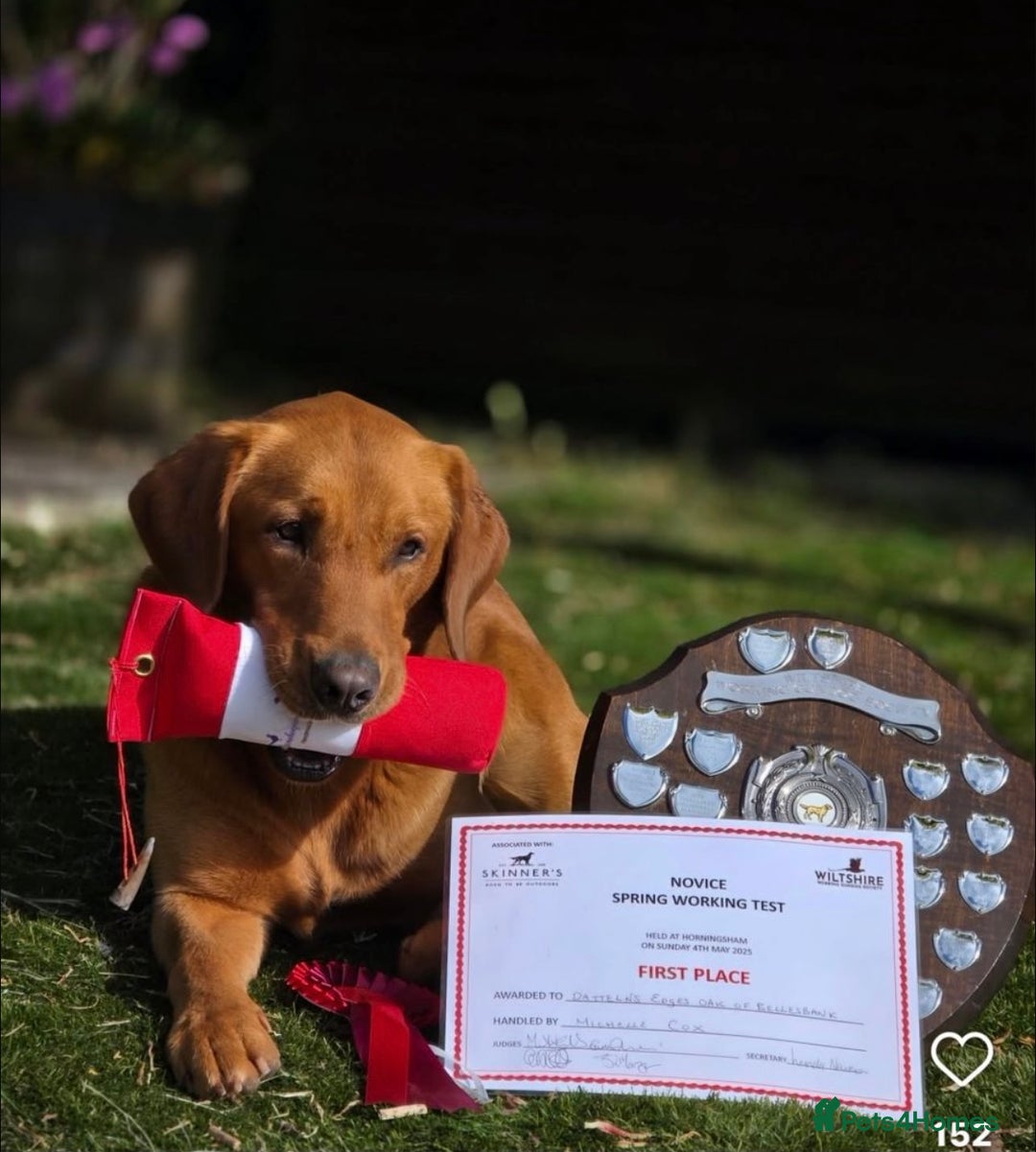 Labrador Retriever dogs for sale: ⭐️ ⭐️⭐️⭐️⭐️  FOX RED KC VET CHECKED, FIRST VAC - Image 8