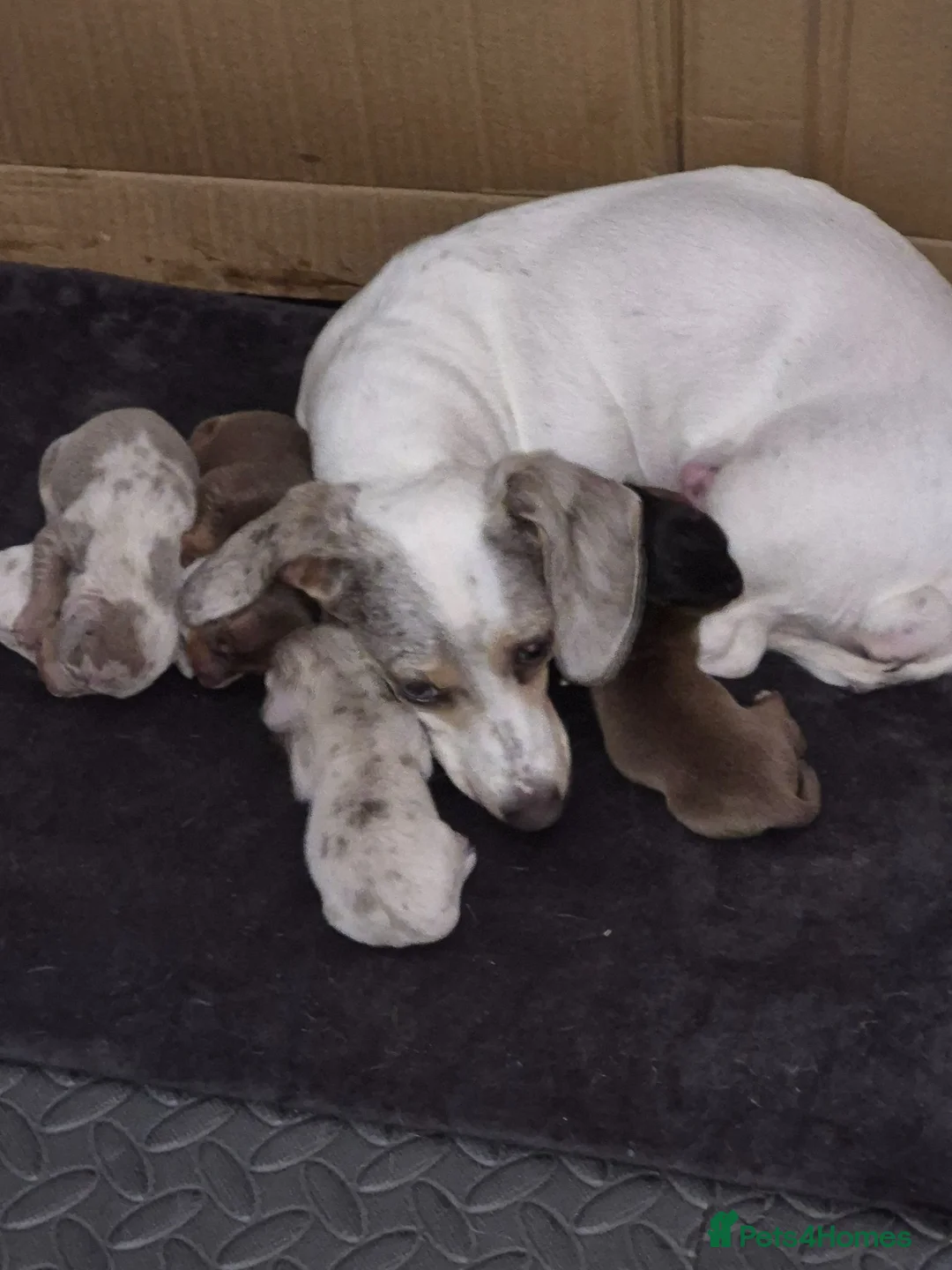 Miniature Dachshund dogs for sale: Minature dachshund pups - Advert 2