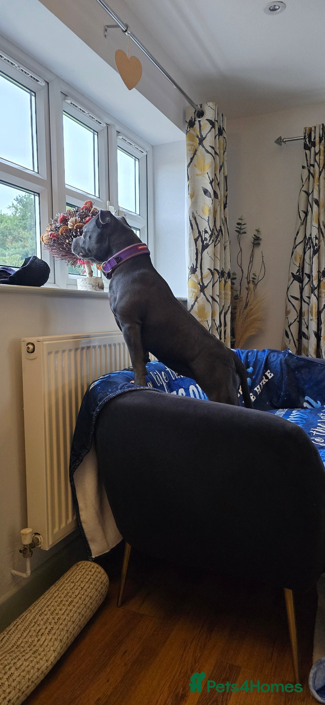 Staffordshire Bull Terrier dogs for sale: KC STAFFORDSHIRE BULL TERRIER CHAMPION BLOODLINES  - Image 4