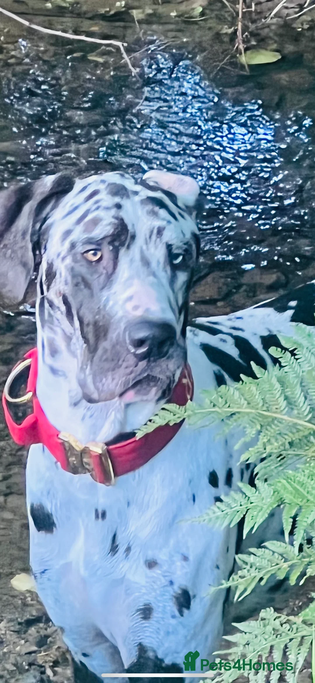 Great Dane dogs for stud: Great Dane harlequin for stud in Plymouth - Advert 5