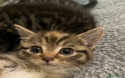 Mixed Breed cats for sale: Adorable mixed breed kittens  - Advert 10