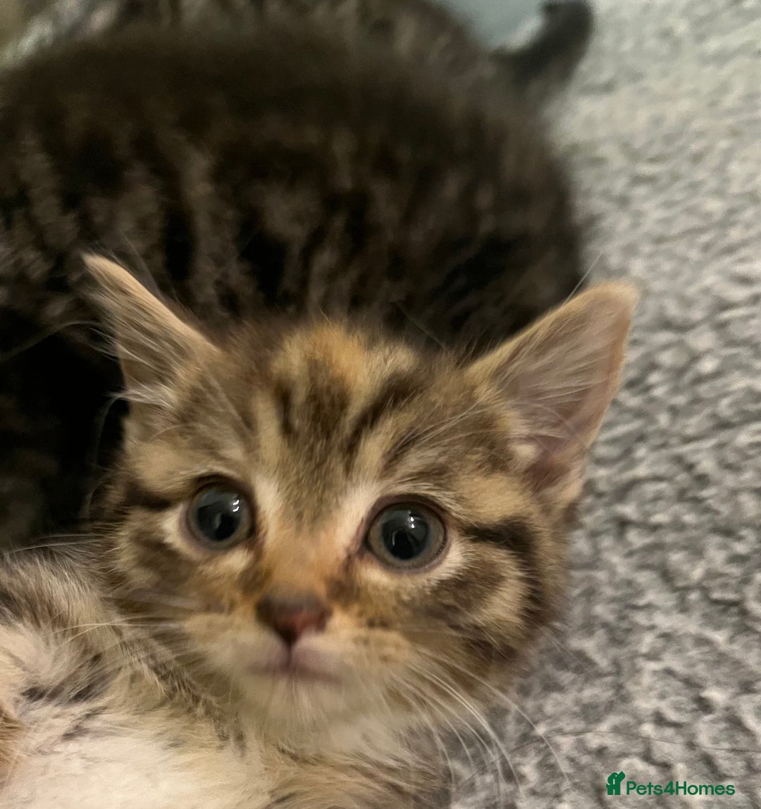 Mixed Breed cats for sale: Adorable mixed breed kittens  - Advert 10