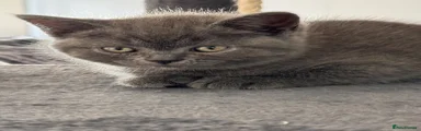 British Shorthair 2