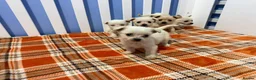 Chihuahua dogs for sale: Chihuahua puppies  in Glasgow - Advert 6