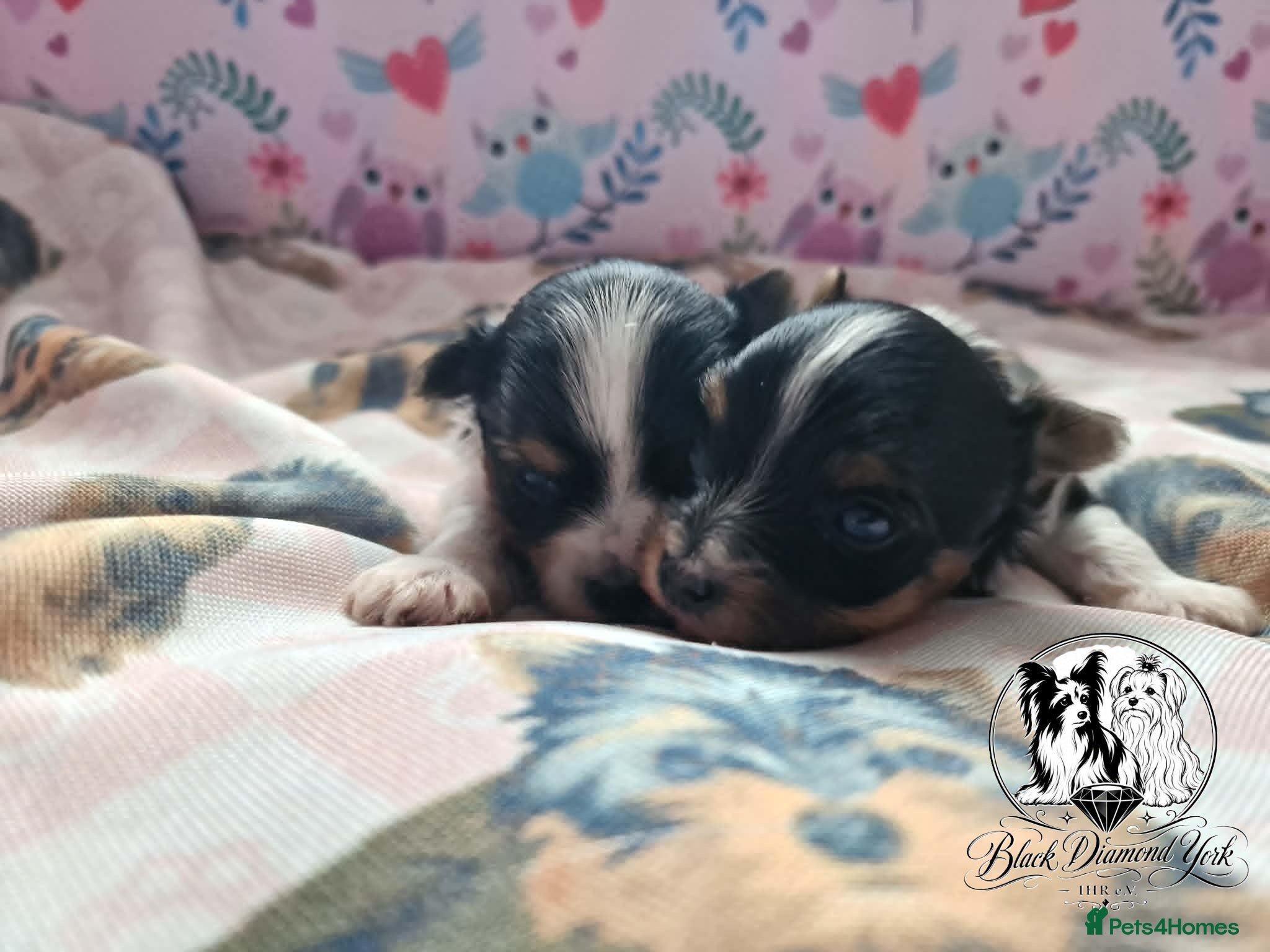 Biewer Terrier dogs Biewer boys - Advert 9
