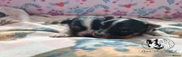 Biewer Terrier dogs for sale: Biewer boys - Advert 1