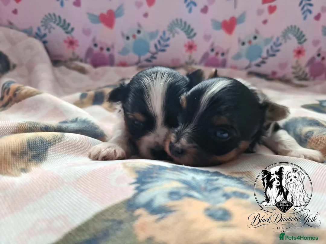 Biewer Terrier dogs for sale: Biewer boys - Advert 1