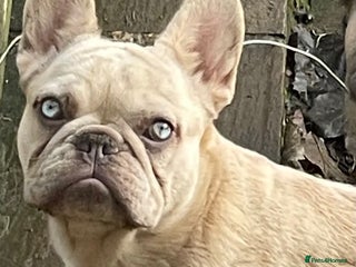 French Bulldog dogs KC REGISTERED HEALTH TESTED FRENCH BULLDOG - Advert 1