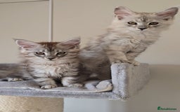 Maine Coon cats for sale: Maine Coon kittens  - Image 6