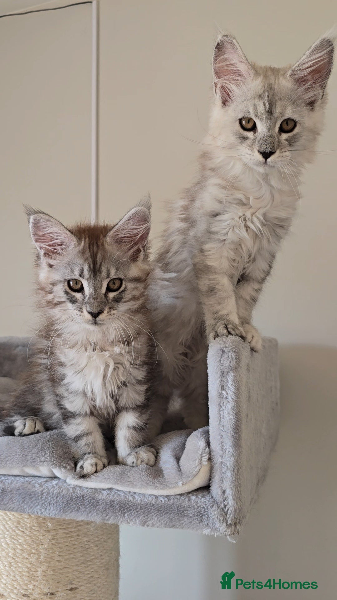 Maine Coon cats for sale: Maine Coon kittens  - Image 6