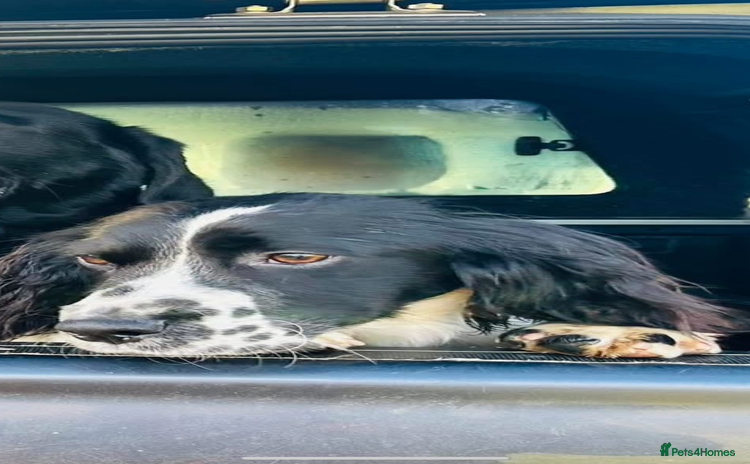 English Springer Spaniel dogs - Advert 1