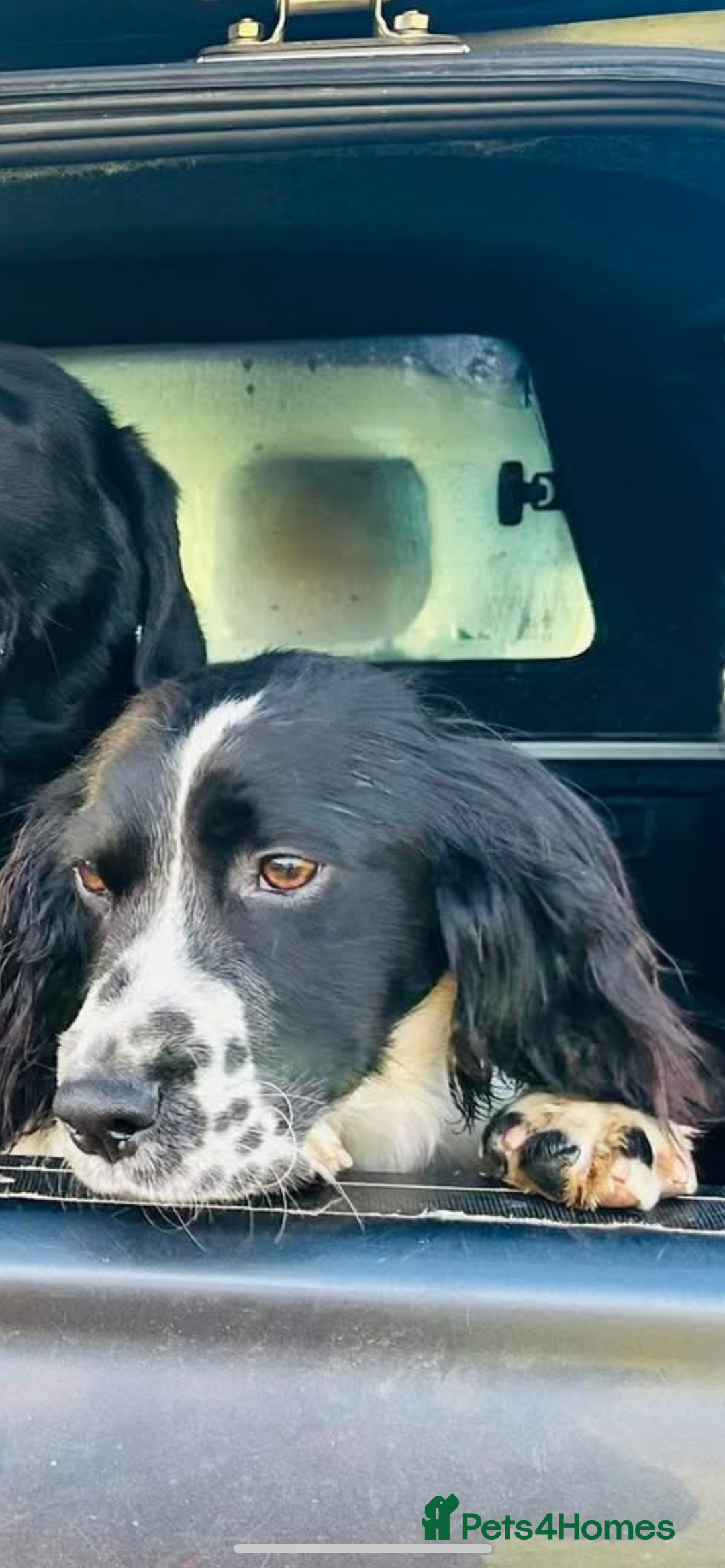 English Springer Spaniel dogs for sale: Springer Spaniel  - Image 1