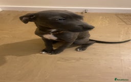 Mixed Breed dogs for sale: Echo  - Image 2