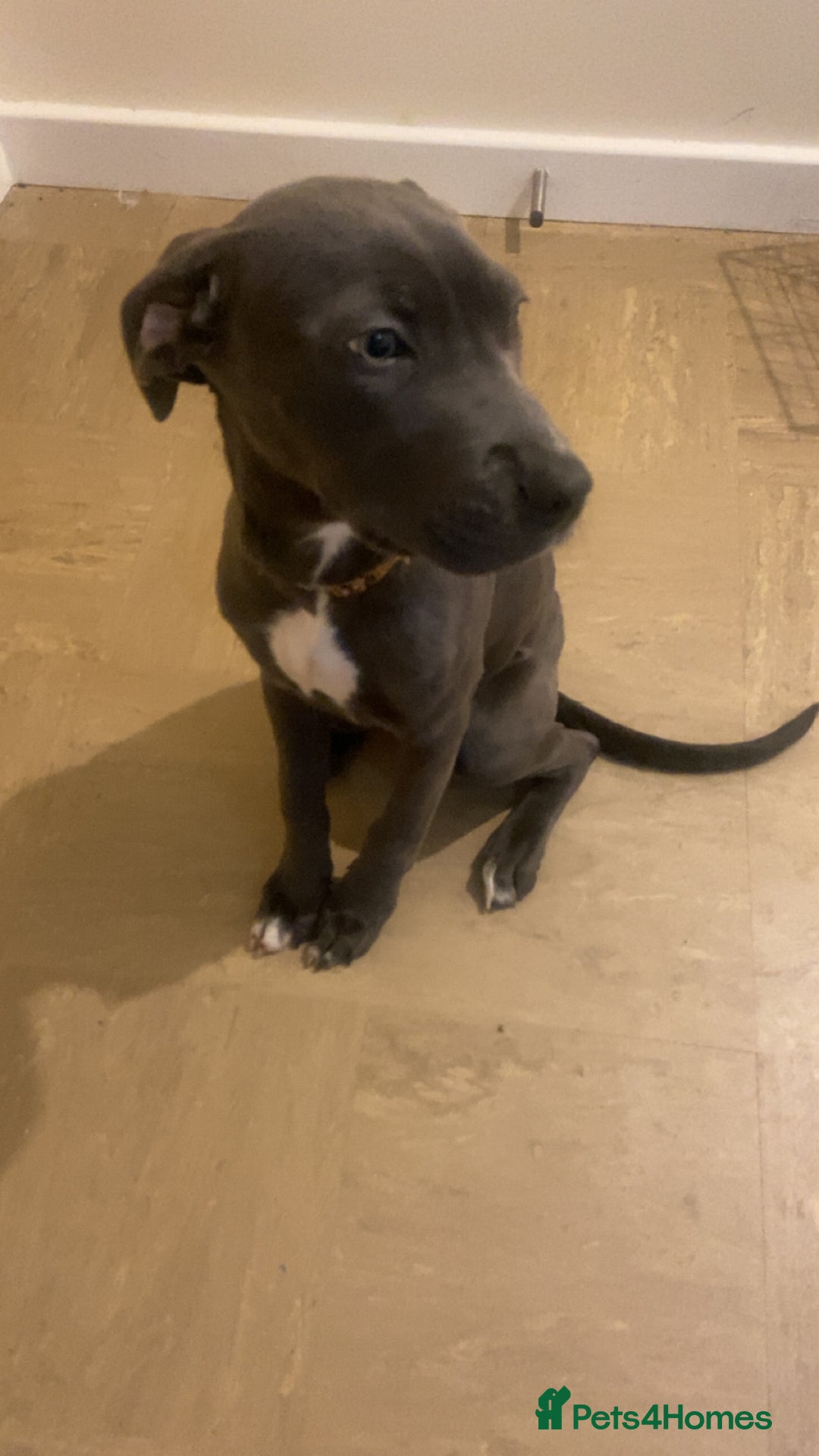 Mixed Breed dogs for sale: Echo  - Image 2