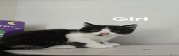 Mixed Breed cats for sale: Very soft, fluffy, sociable kittens - Advert 3