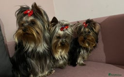 Yorkshire Terrier dogs for sale: Yorkshire Terriers - couple  - Image 2