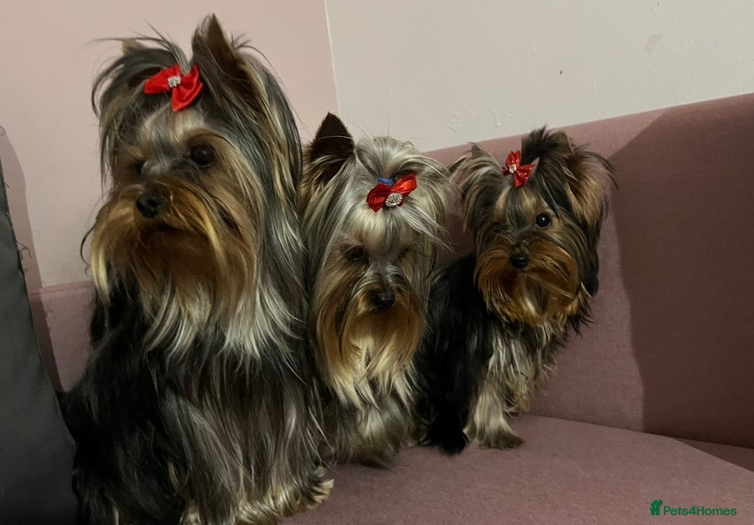Yorkshire Terrier dogs for sale: Yorkshire Terriers - couple  - Image 2