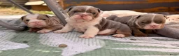 English Bulldog dogs for sale: Rare mini english bulldogs  - Advert 37