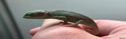 Chameleon reptiles for sale: Yemen Chameleon Babies ✅ 🦎 in Dunmow - Advert 11