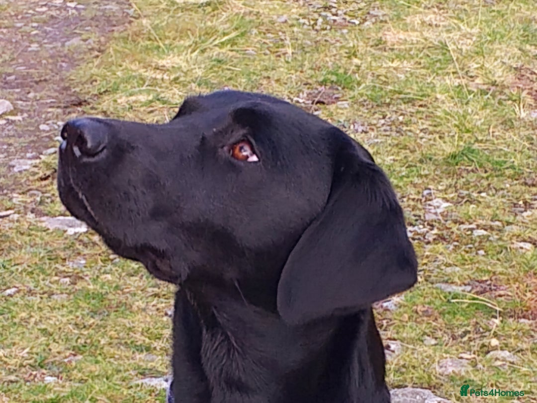 Labrador Retriever dogs for stud: Standing at Stud.  - Advert 16