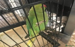 Doves birds for sale: Mr. Parnes, a lovely bird - Image 1