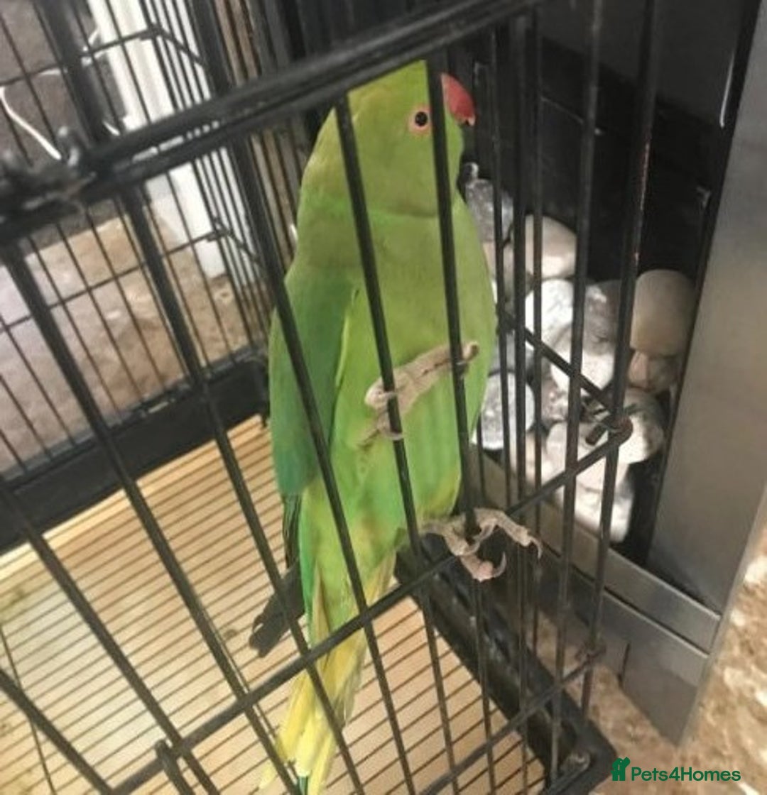 Doves birds for sale: Mr. Parnes, a lovely bird - Image 1