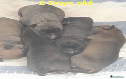 Mixed Breed dogs for sale: Puppies for sale ready 10th September - Image 3