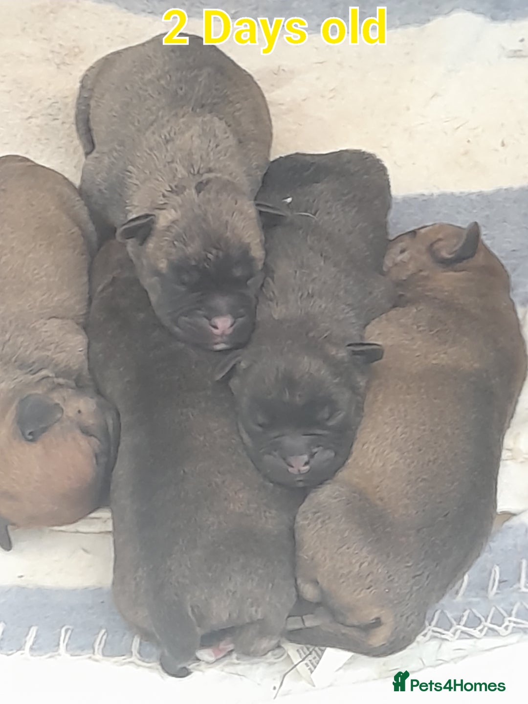 Mixed Breed dogs for sale: Puppies for sale ready 10th September - Image 3