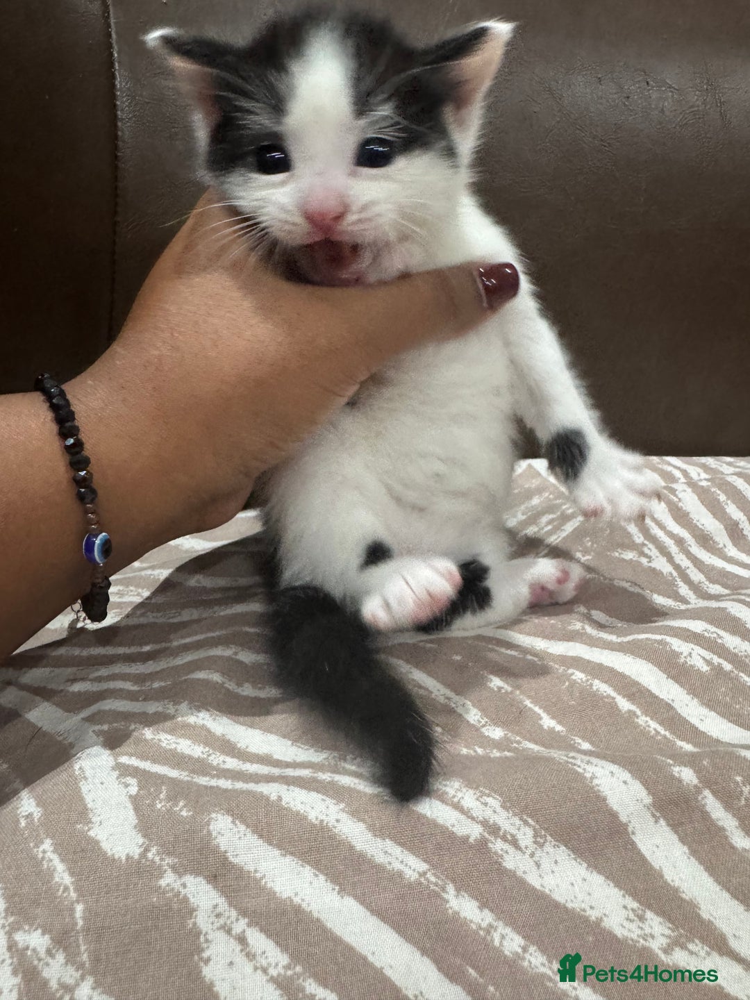 British Shorthair cats for sale: British Shorthair Kittens – Black & White & Beige - Image 10