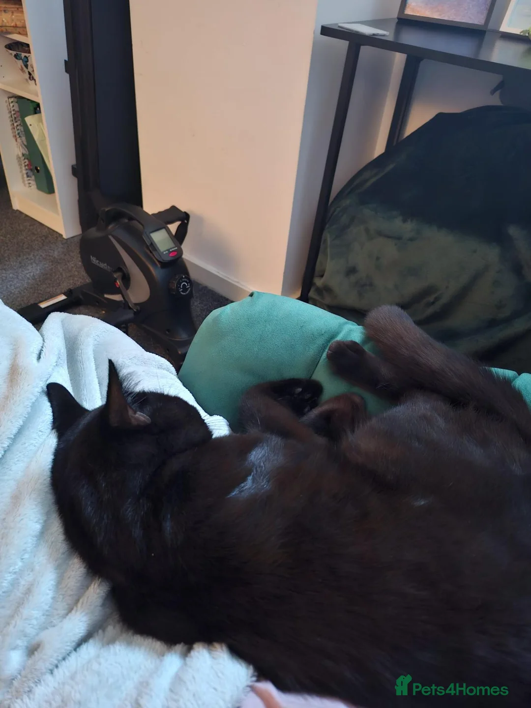 Mixed Breed cats for sale: Friendly young male cat looking for a loving home in Manchester - Advert 9