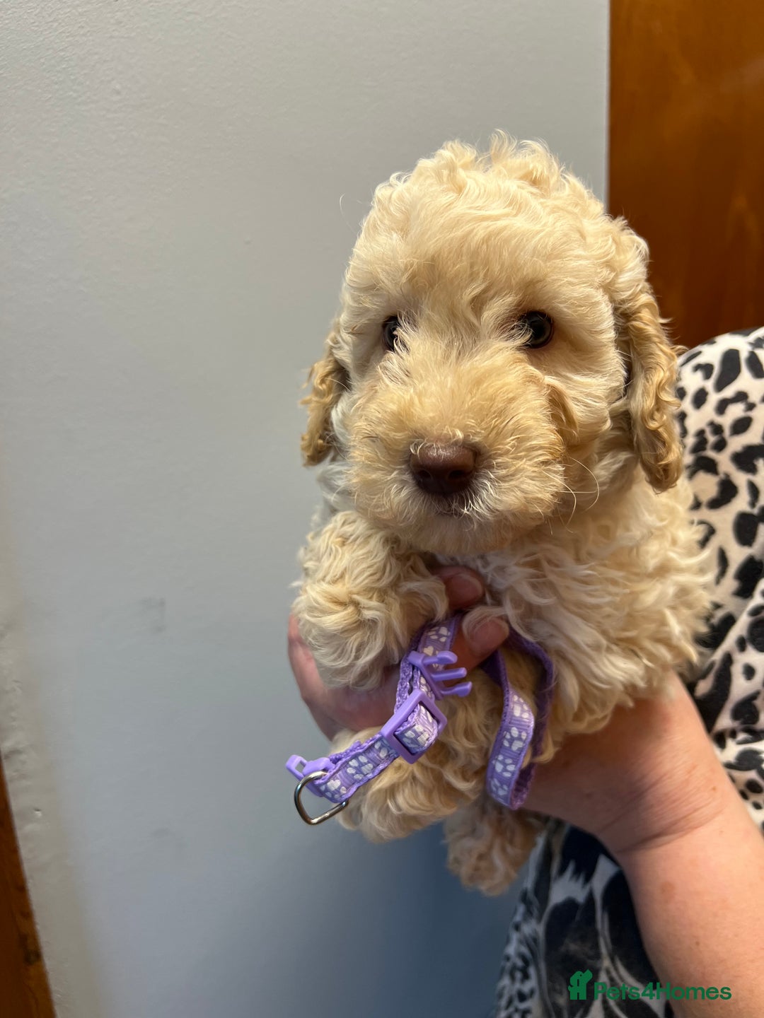Miniature Poodle dogs for sale: Miniature poodles  - Image 7