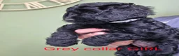 Cockapoo dogs for sale: F1 Cockapoos hereditary clear - Advert 6