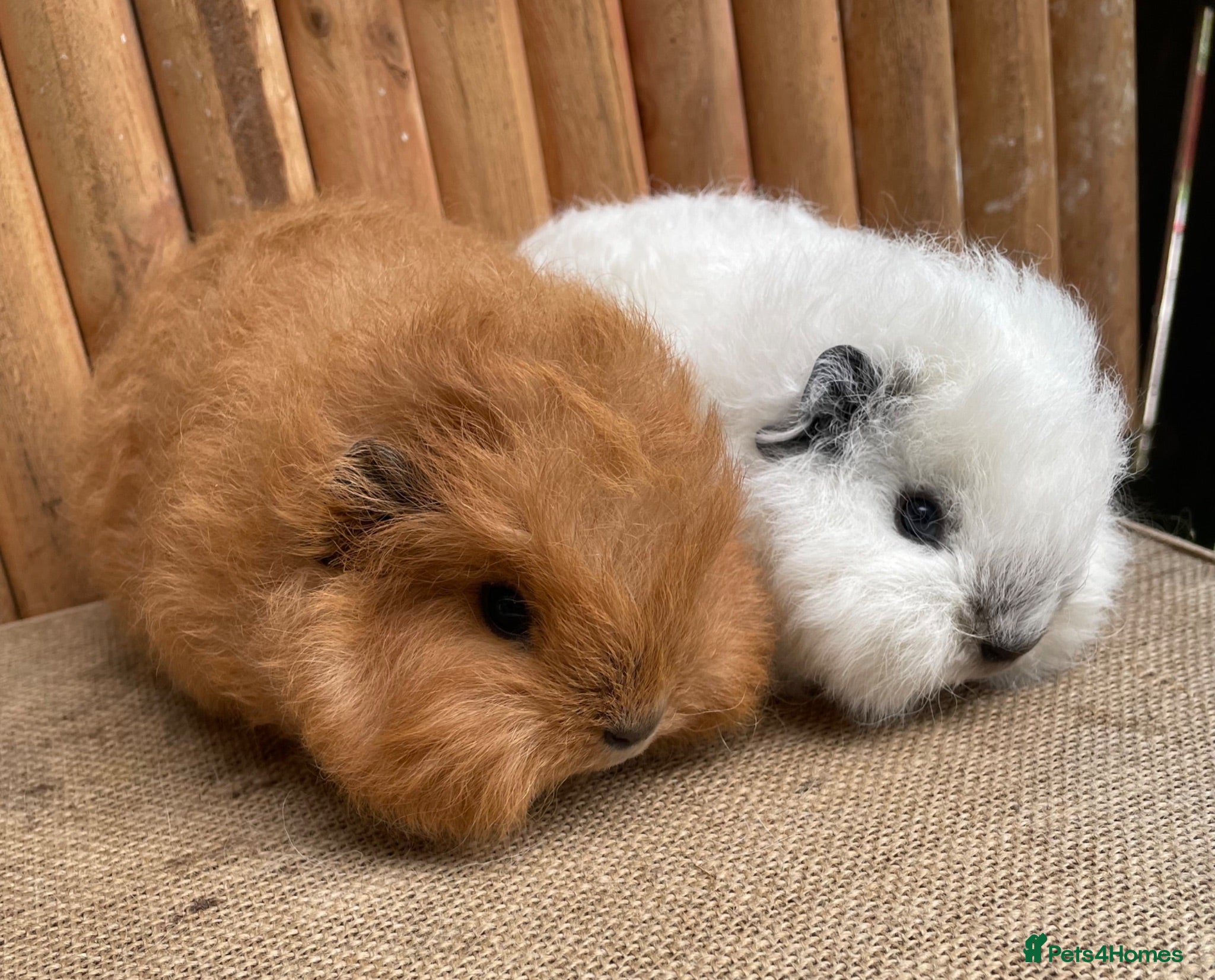 Guinea Pig rodents Baby Swiss Teddy Girls - Advert 4