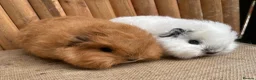 Guinea Pig rodents for sale: Baby Swiss Teddy Girls - Advert 1