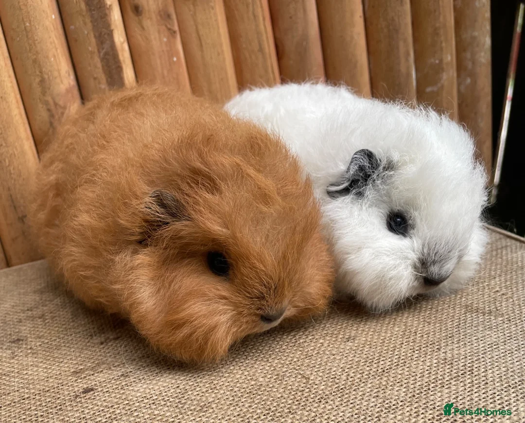 Guinea Pig rodents for sale: Baby Swiss Teddy Girls - Advert 1