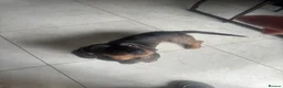 Dachshund dogs for sale: Teckel Dachshund looking for loving home - Advert 2