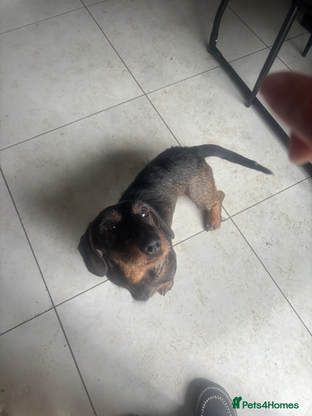 Dachshund dogs for sale: Teckel Dachshund looking for loving home - Advert 2
