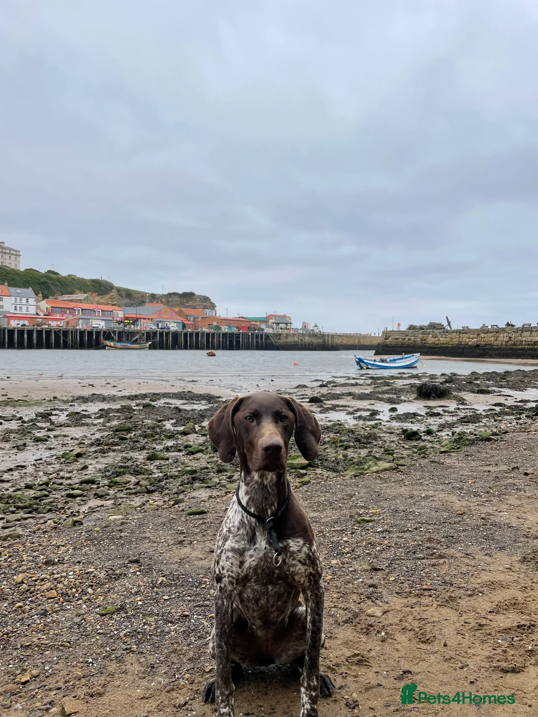 German Shorthaired Pointer dogs for sale:  Loving Home Needed for Our Beautiful GSP - Advert 10