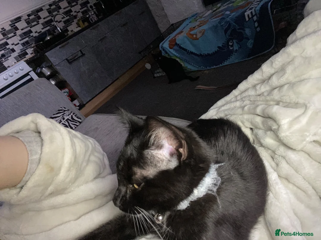 Domestic Shorthair cats for sale: 6 month old kitten in Prenton - Advert 1