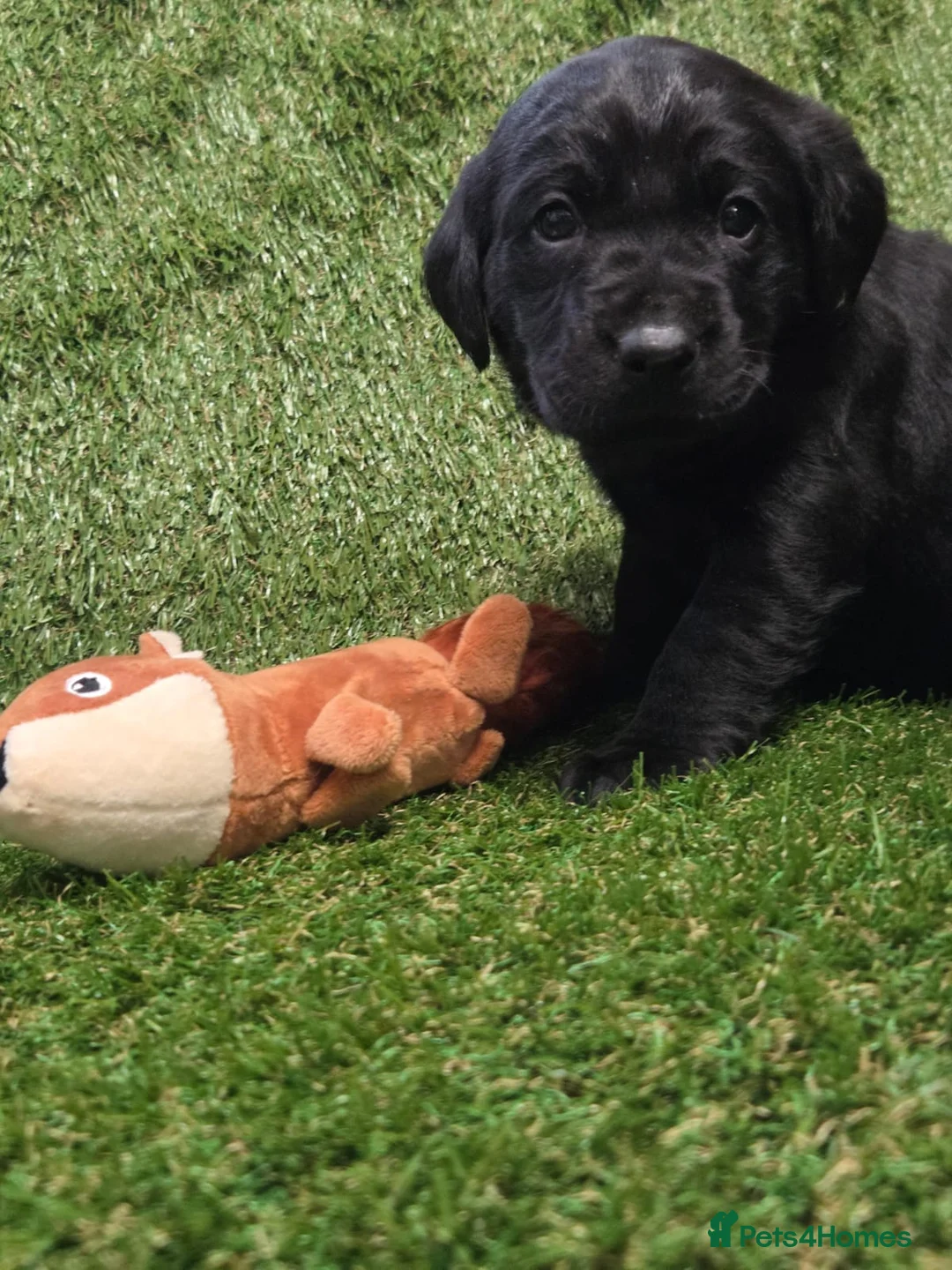 Labrador Retriever dogs for sale: Black Labrador Puppies  - Advert 16