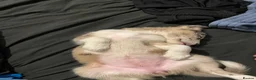 Mixed Breed dogs for sale: Siberian husky X Caucasian Shepard & pocket bully in Mold - Advert 2