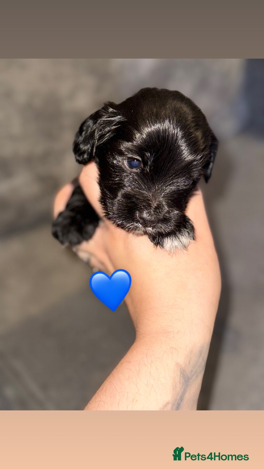 Mixed Breed dogs for sale: Shihpoo X Cocker Spaniel pups - Image 8