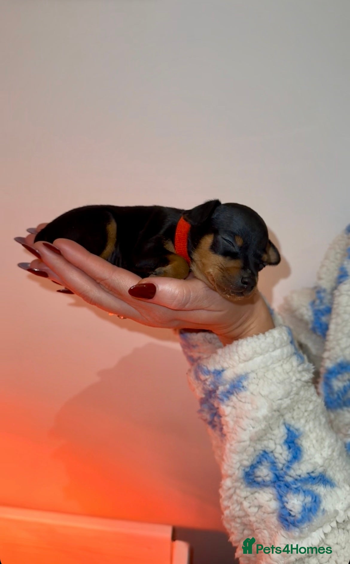 Miniature Pinscher dogs KC Miniature pincher - Advert 1