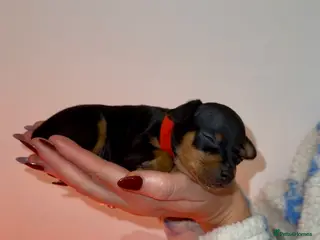 Miniature Pinscher dogs KC Miniature pincher - Advert 1